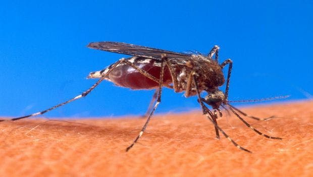 Researchers Offer Review of Cumulative Insights on Zika