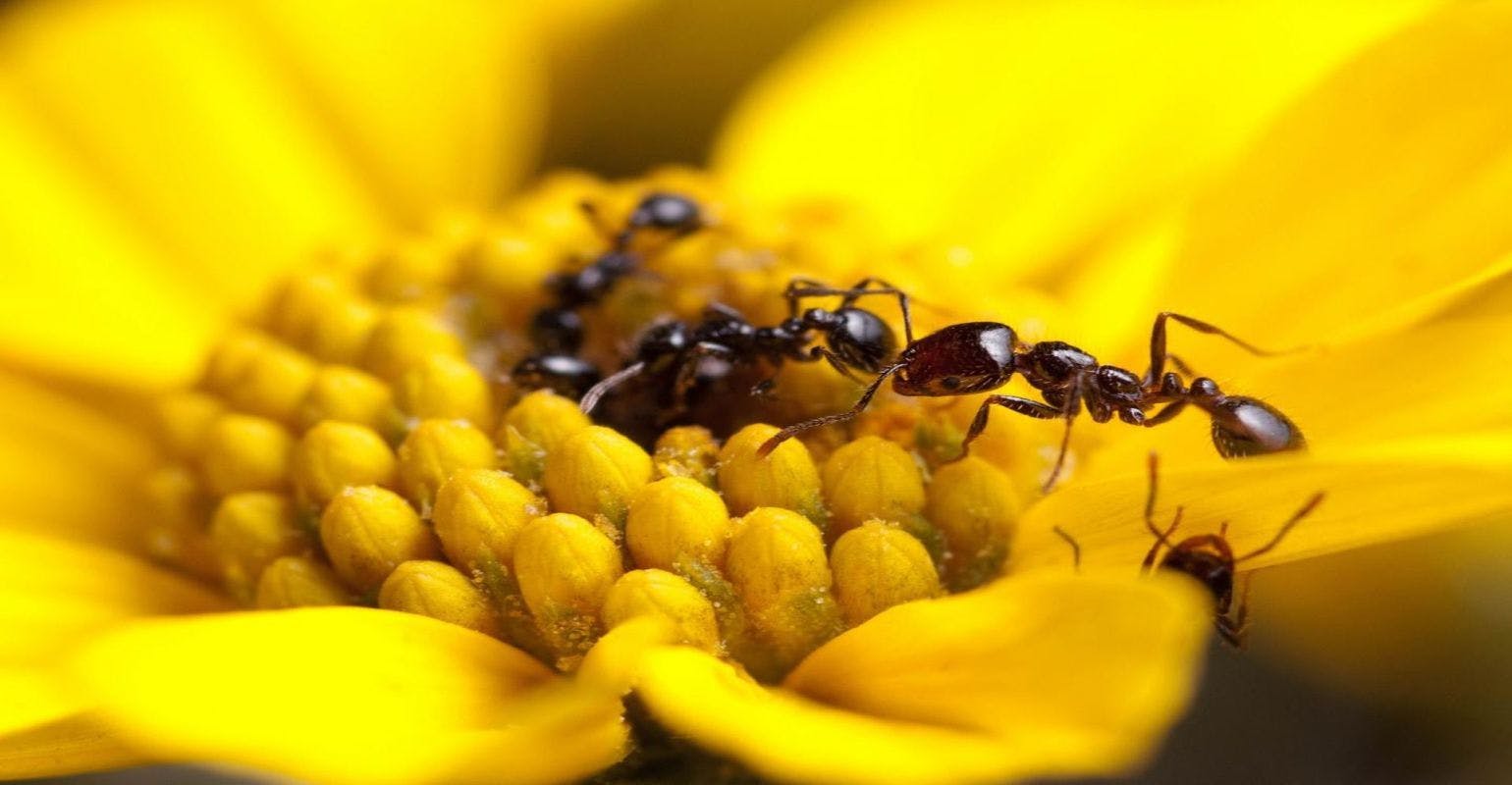 Study Sheds New Light on Antibiotics Produced by Ants