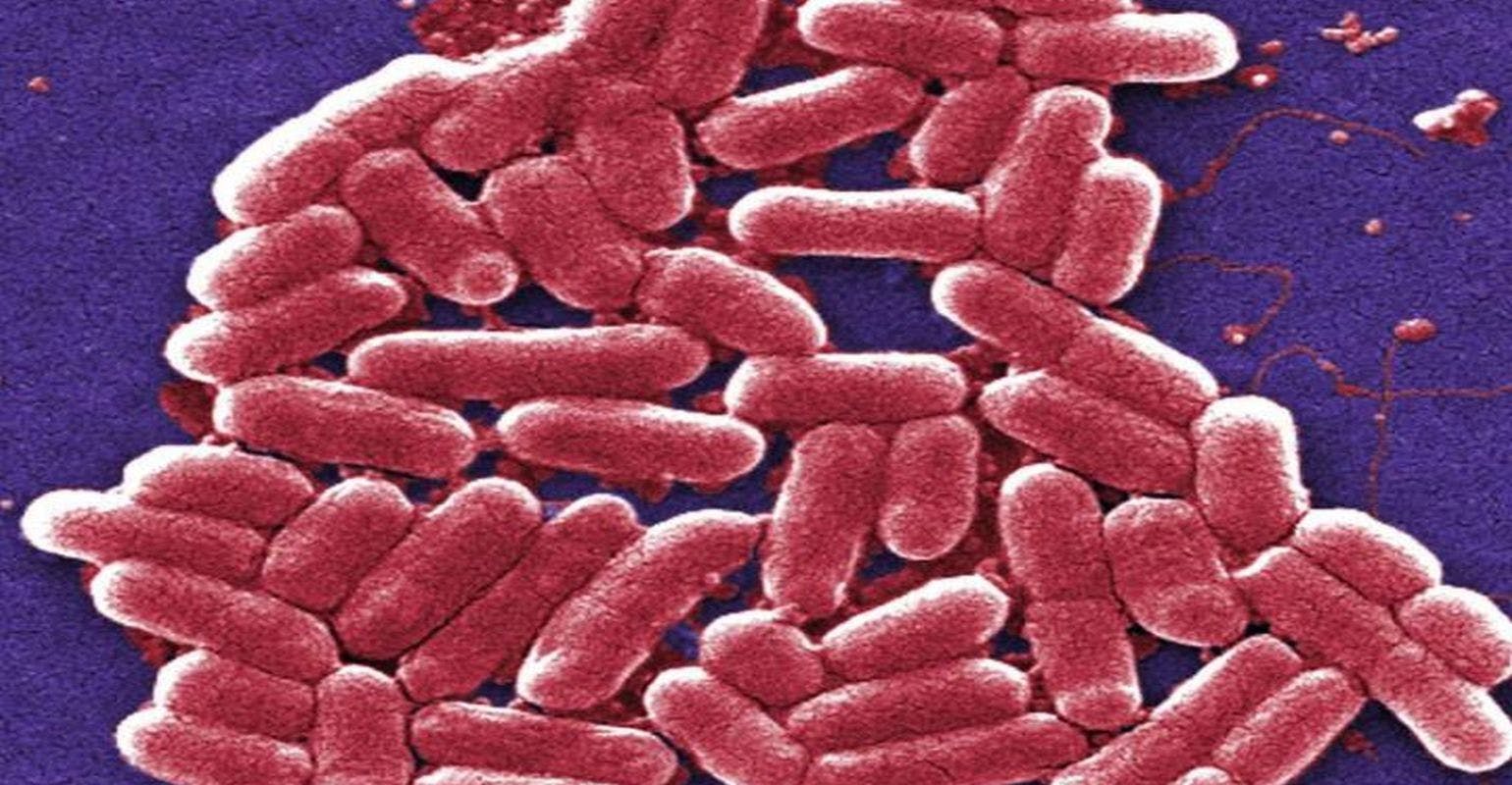 Bacteria Bide Their Time When Antibiotics Attack