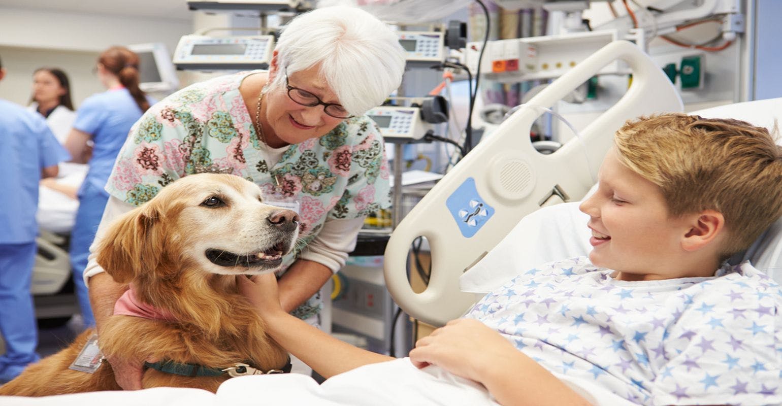 Cleaning Procedure Prevents Therapy Dogs From Spreading MRSA to Children With Cancer