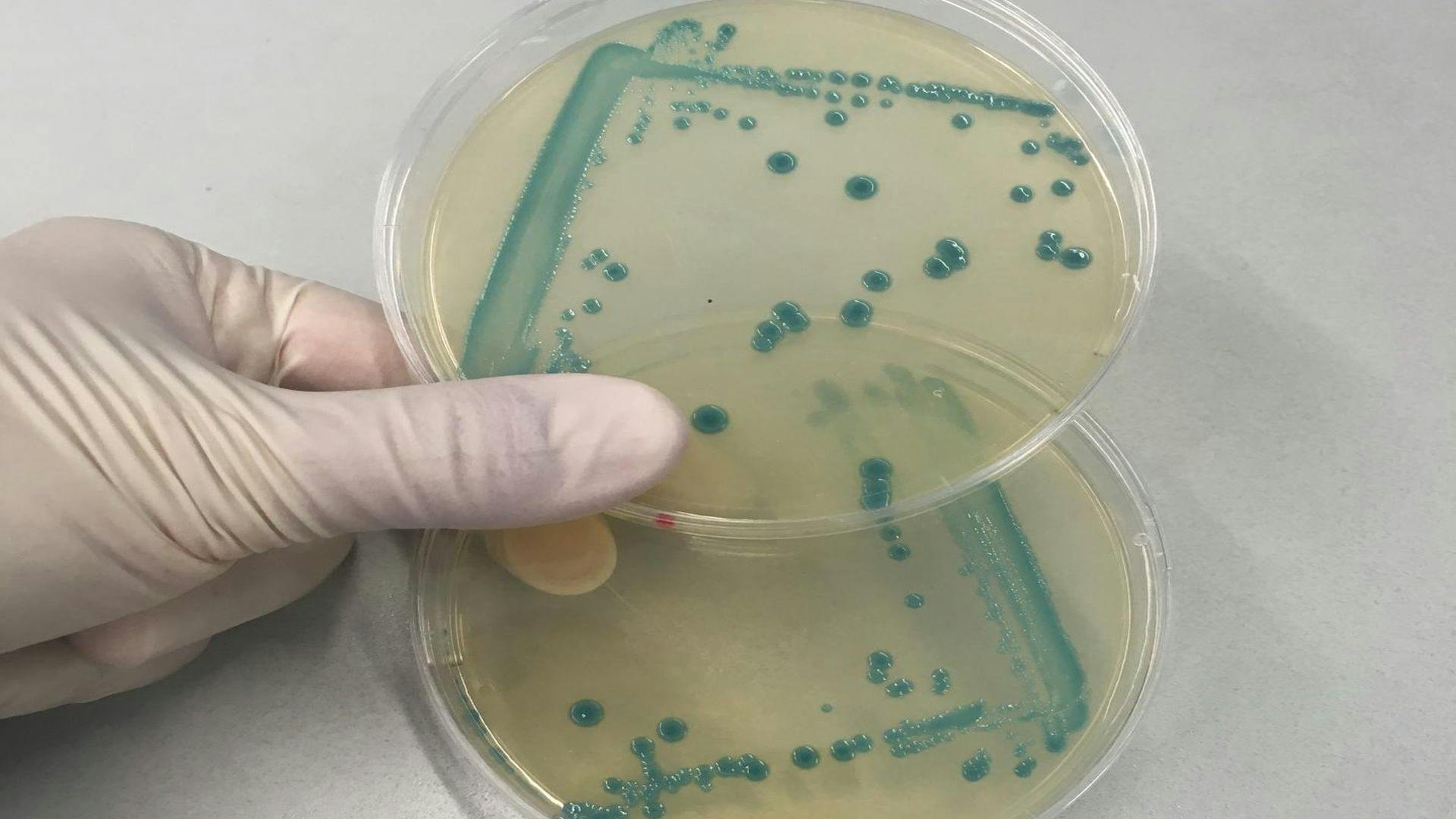 Why Some Listeria Strains Survive Good Food Hygiene Standards