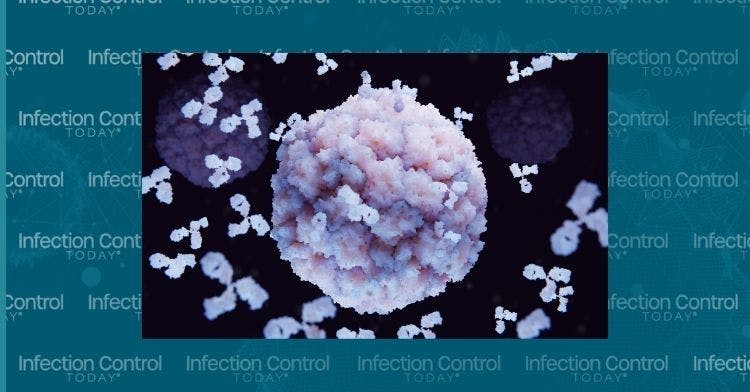 Antibodies binding to rhinovirus    (Adobe Stock 504960619 by Juan Gärtner)