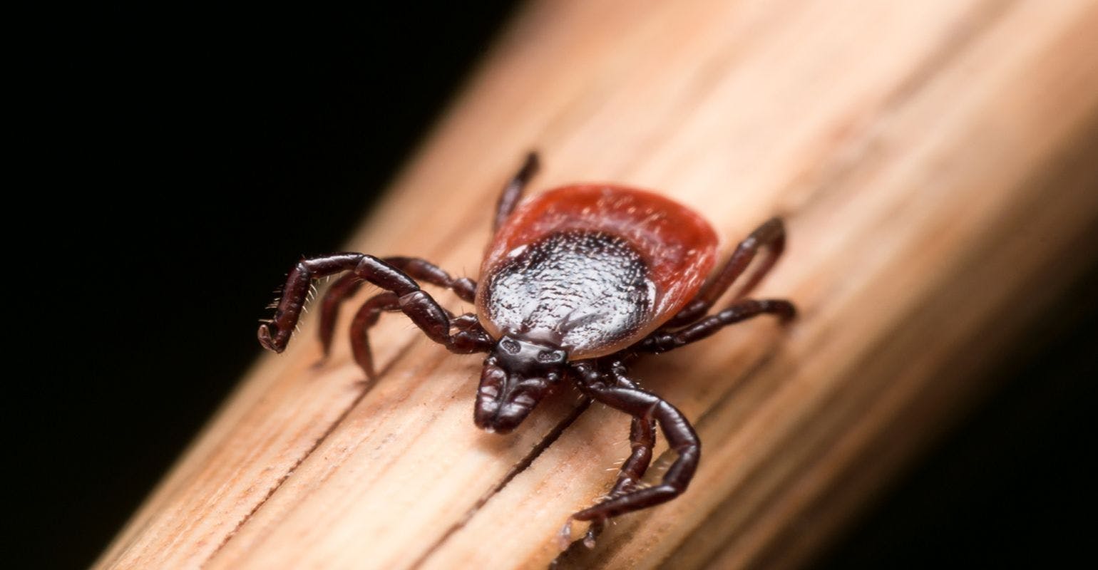 Record Number of Tickborne Diseases Reported in U.S. in 2017
