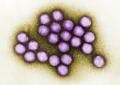 Adenovirus Infection Strikes College Campuses