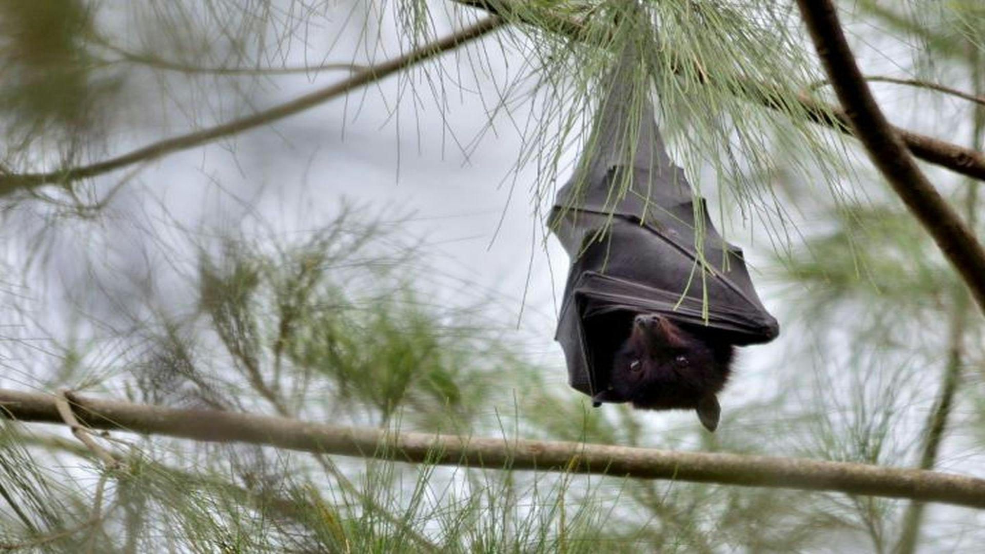 Human Intrusion on Fruit Bat Habitats Raises Exposure Risk to Hendra Virus in Australia