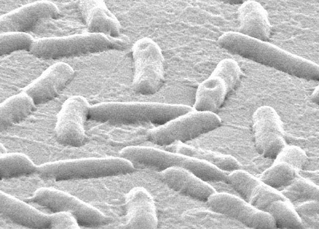 Stealth Drug Fights Resistant Bacteria