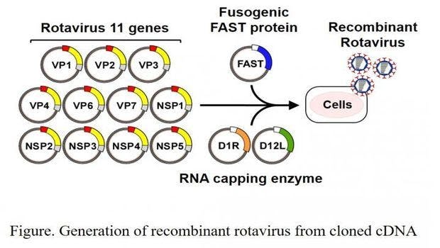 Researchers Identify Which Genes are Crucial for the Infection of Rotaviruses