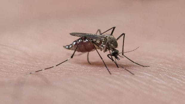 El Nino Fueled Zika Outbreak, Study Suggests