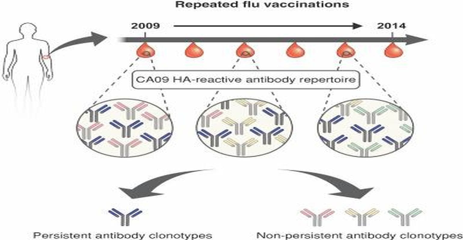 Antibodies From Earlier Exposures Affect Response to New Flu Strains