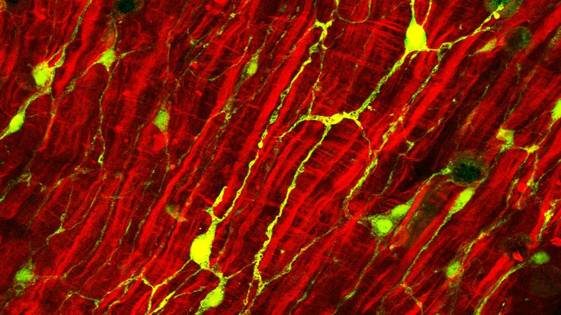 Nerves Control the Body's Bacterial Community