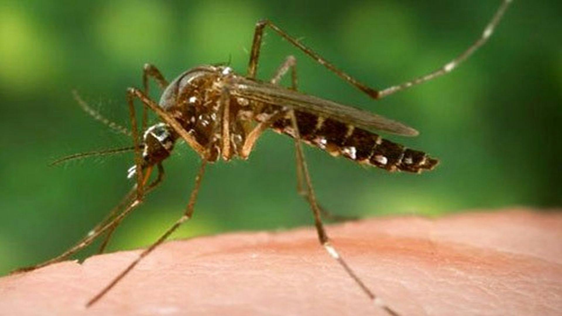 New Test Lets UF Scientist and Team Find Zika Faster