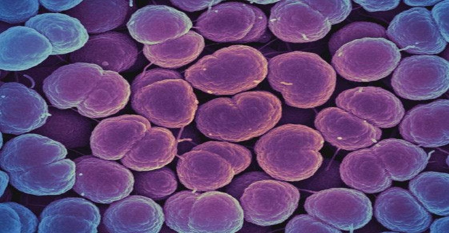 Study Finds New Single-Dose Antibiotic Safe and Effective for Uncomplicated Gonorrhea
