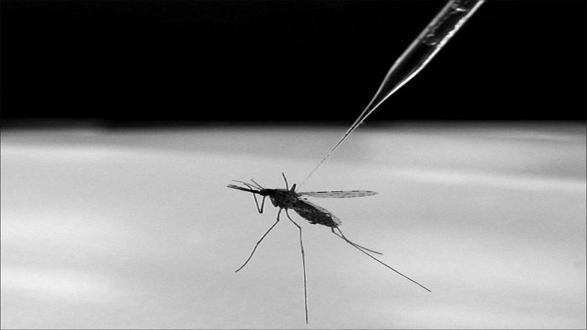 Disease Resistance Successfully Spread From Modified to Wild Mosquitoes