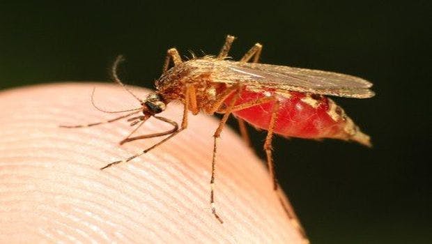 Penn State Develops First of a Kind Model to Research Post-Malaria Epilepsy