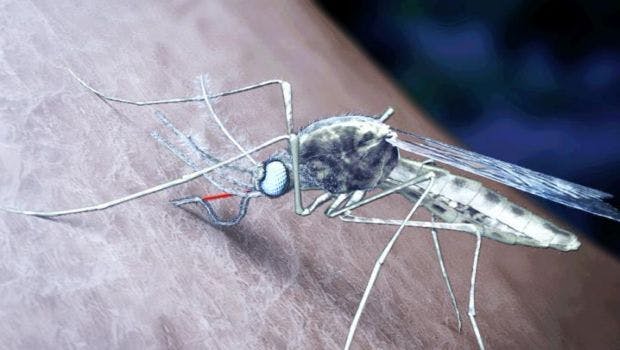 3-D Protein Map Offers Hope for New Malaria Vaccine