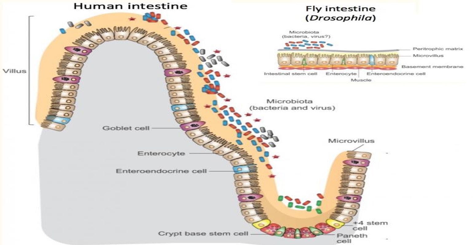 Our Intestinal Microbiome Influences Metabolism Through the Immune System