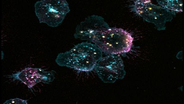 Researchers Gain New Understanding of How Neutrophils Curb an Inflammatory Response