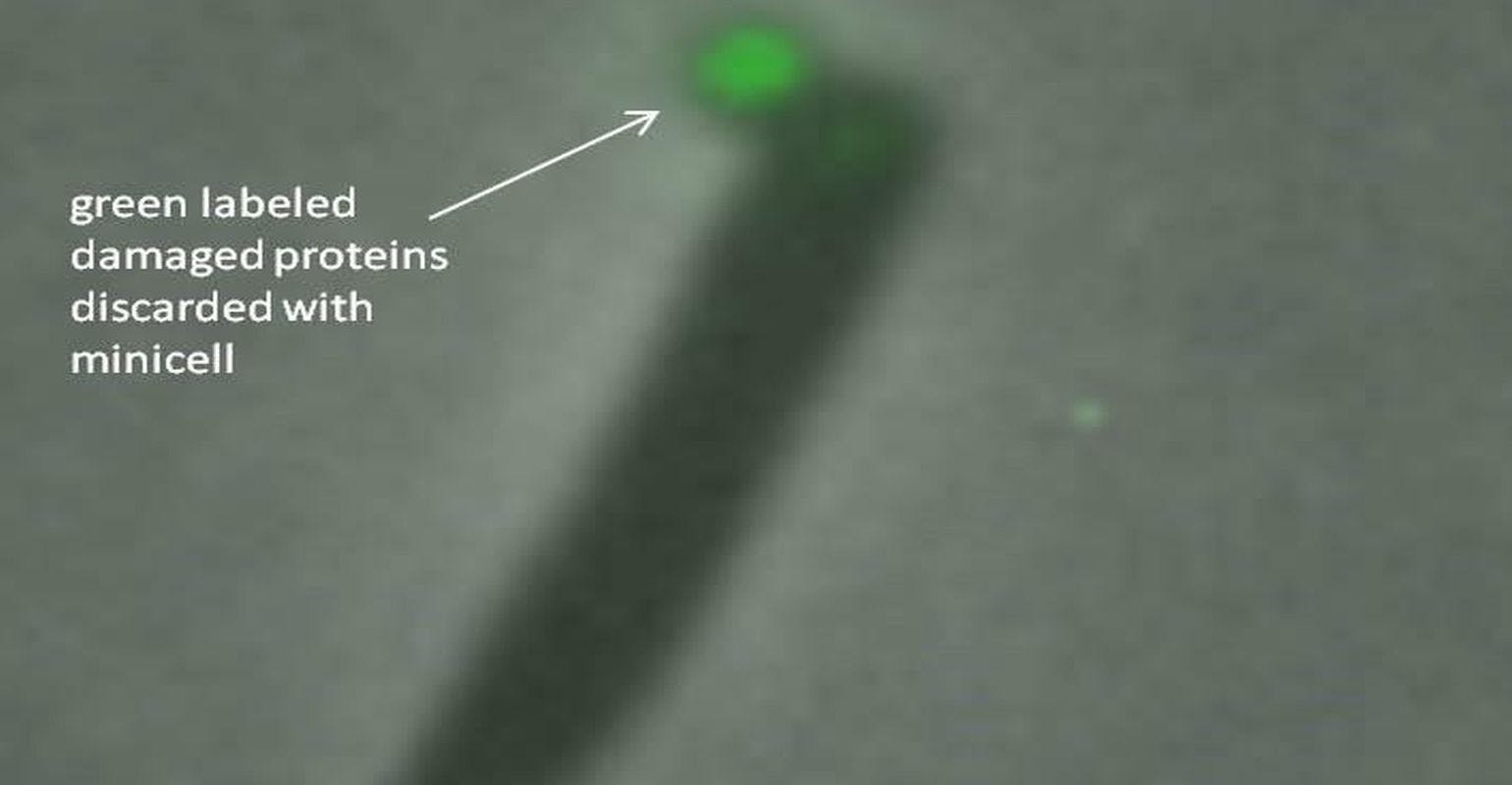 Bacteria Eject Trash to Survive