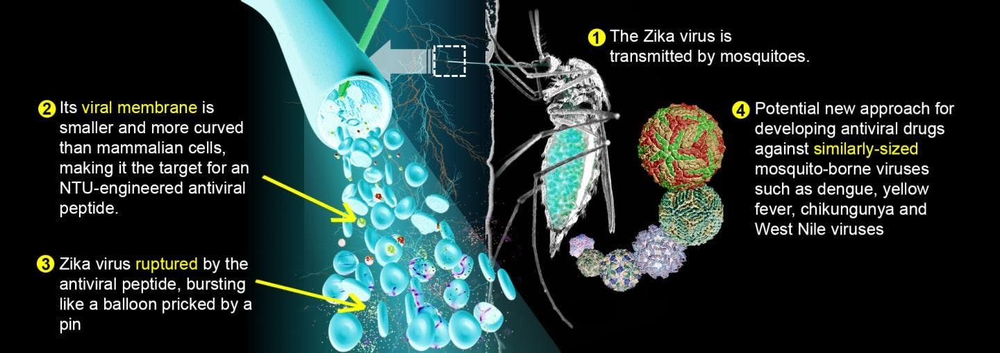 Engineered Peptide Successfully Exploits Achilles' Heel of Zika Virus