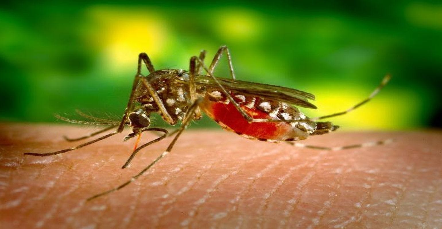 Zika Study May Fast-Track Vaccine Research
