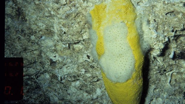 Compound From Deep-Water Marine Sponge Could Provide Antibacterial Solutions for MRSA
