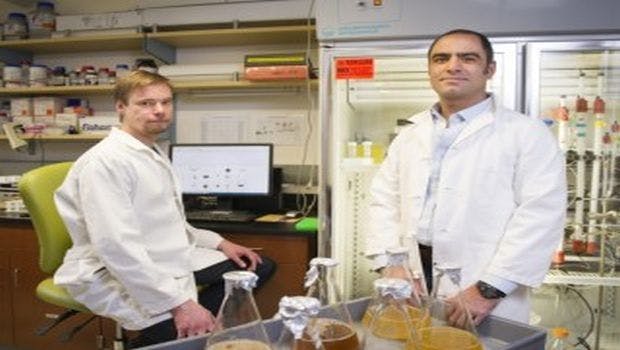 Microbiologists Advance CRISPR Research