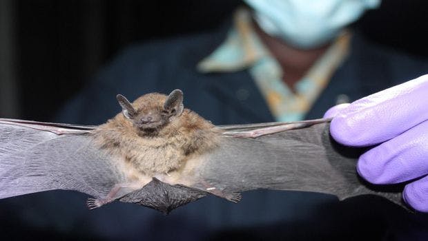 MERS-Like Coronavirus Identified in Ugandan Bat