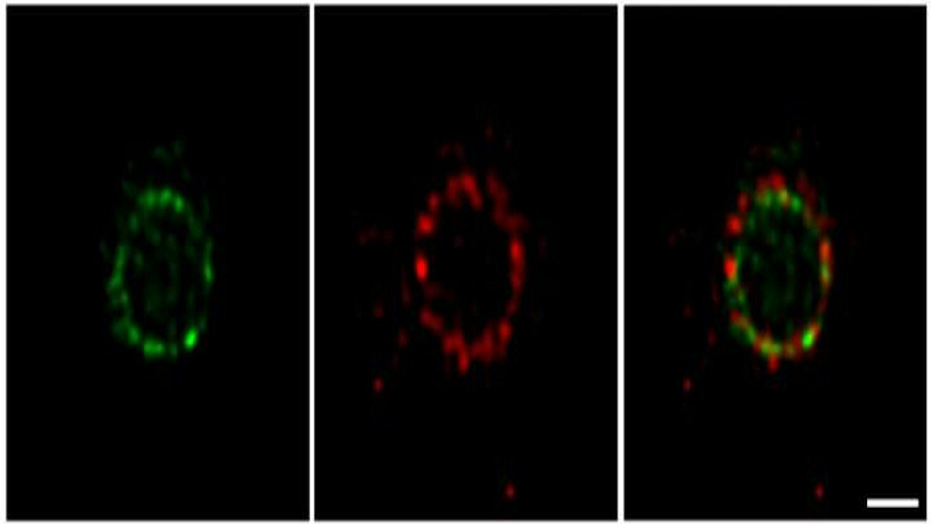 Scientists Study Bacterial Cell Division
