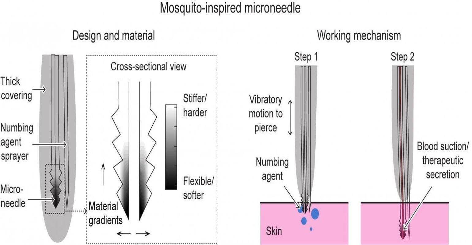 Looking to Mosquitos for a Way to Develop Painless Microneedles