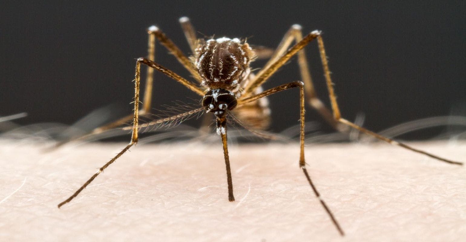 New Findings Could Make Mosquitoes Safer to be Around