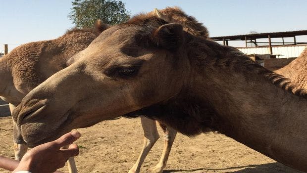 Common Cold Viruses Originated in Camels