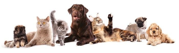 Cats and dogs: Could they transmit SARS-CoV-2 to their owners?