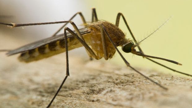 Does Recent Isolation of Zika Virus from Culex Mosquitoes Point to a New Transmission Source?