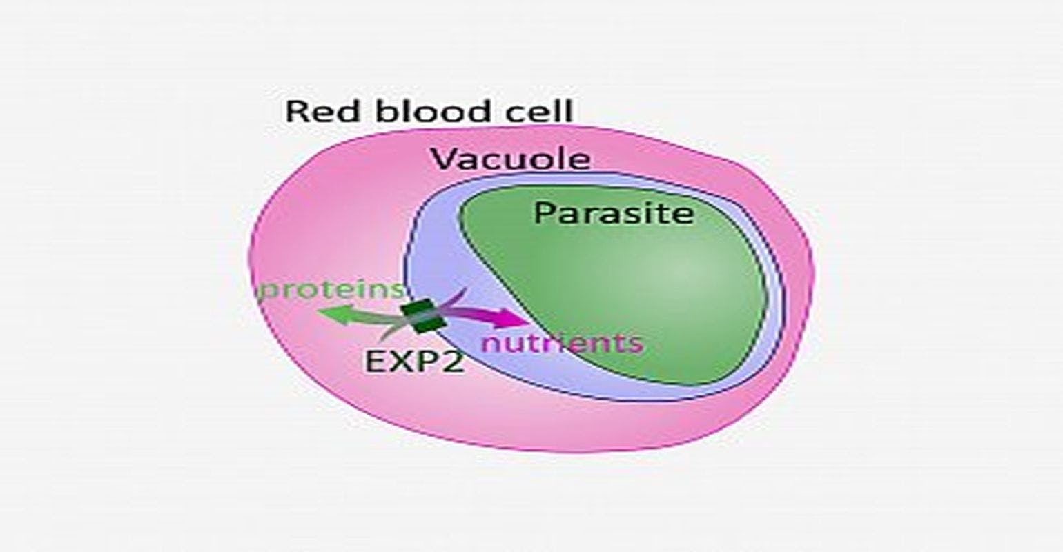 EXP2 Protein Helps Malaria Parasite Obtain Nutrients During Infection