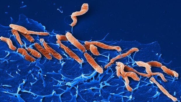 New Receptors Discovered for Helicobacter pylori Open Up New Ways of Preventing, Treating Infections