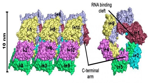 Structure of a Hantavirus Protein is a Promising Model for Drug Design