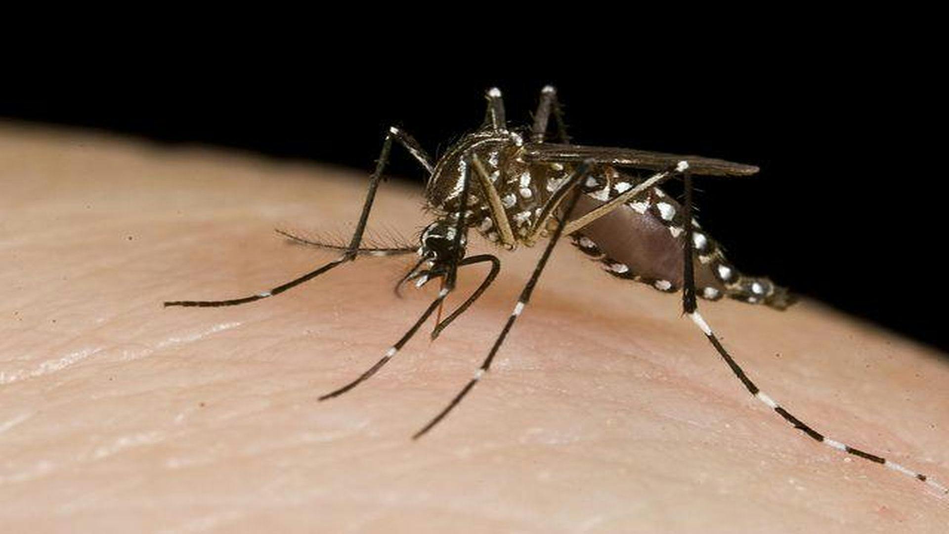 Does Indoor Spraying Help Prevent Dengue?