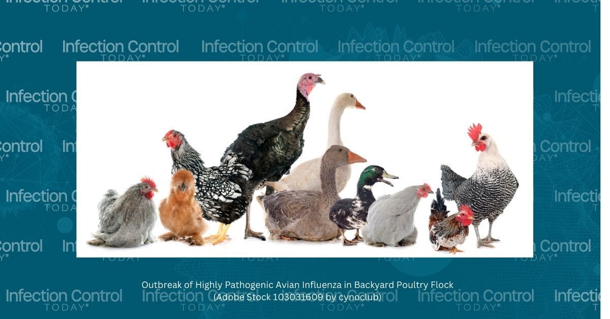 Outbreak of Highly Pathogenic Avian Influenza Found in Backyard Flock   (Adobe Stock 103031609 by cynoclub)
