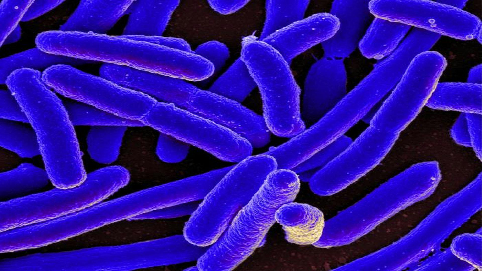 Researchers Take Steps Toward New Treatment for E. coli