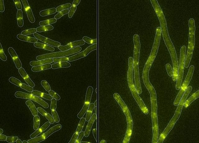 With a Microbe-Produced Toxin, Bacteria Can Learn New Tricks