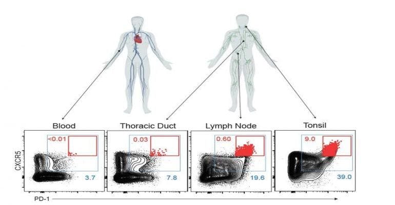 The thoracic duct carries Tfh-enriched lymphocytes to the blood, including a pop