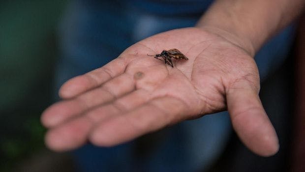 Survey of Chagas Disease in U.S. Confirms It is a Major Public Health Challenge