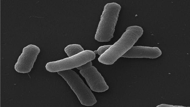 Bacteria Take a Deadly Risk to Survive