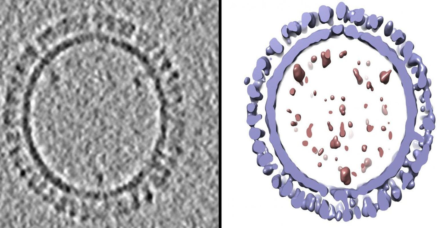 NIAID Scientists Create 3-D Structure of 1918 Influenza Virus-Like Particles