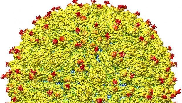 Human Antibody for Zika Virus Appears Promising for Treatment, Prevention
