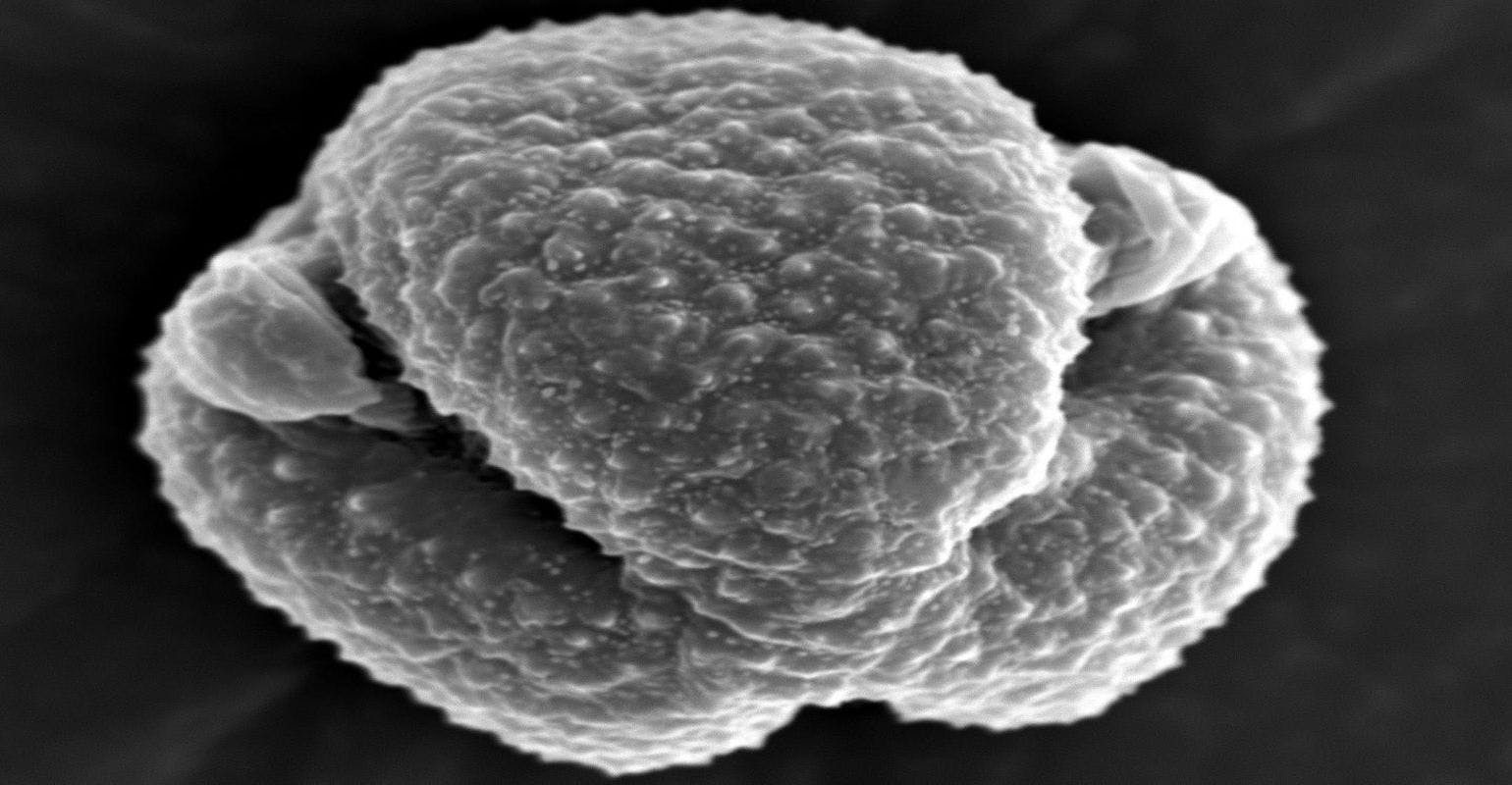 Allergies: Mugwort Pollen as Main Source of Airborne Endotoxins