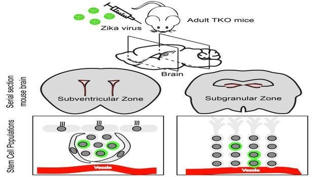 Neural Stem Cells in Adult Mice Also Vulnerable to Zika