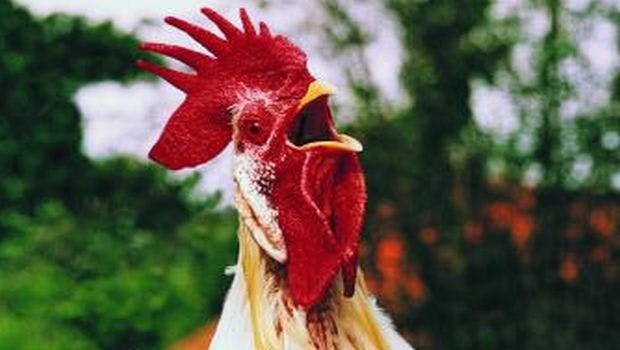 Scientists Use Rooster Testes to Learn How the Body Fights Viruses