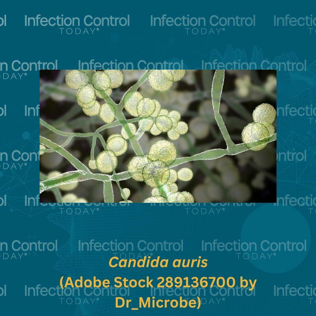Candida auris  (Adobe Srock 289136700 by Dr_Microbe)